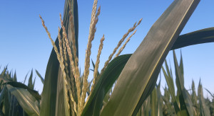 Kukurydza kontra Zielony Ład – co się zmieni w jej ochronie?