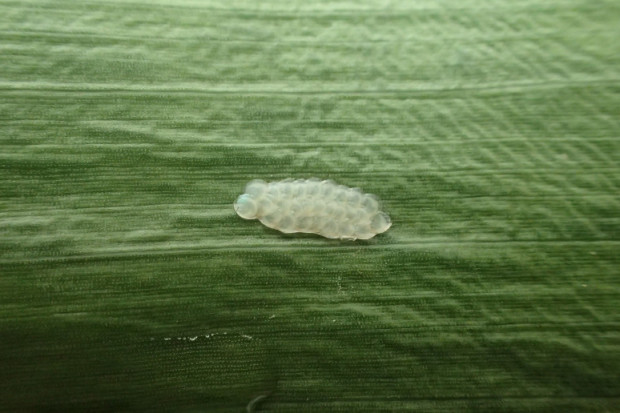 Ochrona biologiczna kukurydzy głównie funkcjonuje obecnie w zakresie ograniczania omacnicy prosowianki; Fot. P. Bereś Czy metody biologiczne uzupełnią luki w ochronie kukurydzy?