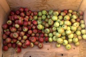 Po ile jabłka i gruszki na Broniszach?