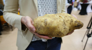 Największa wielkopolska pyra. Ile ważyła rekordowa bulwa?