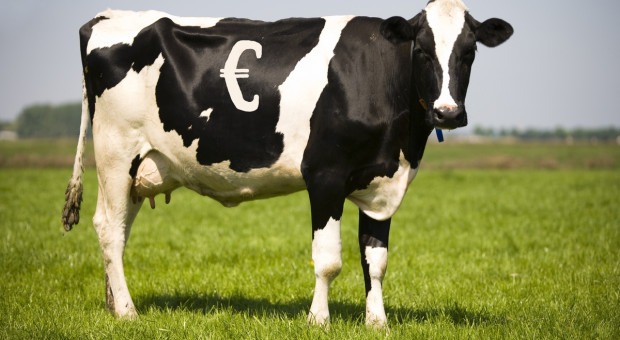 Czy warto mieć krowy o wyższej wartości hodowlanej?