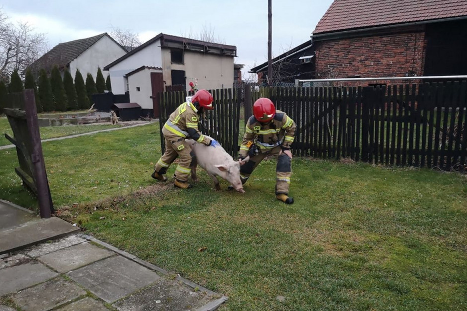 Strażacy złapali świnię i umieścili w bezpiecznej zagrodzie, fot. KP PSP Olesno