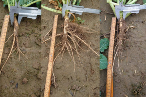 Ocena plantacji rzepaku przed zimą