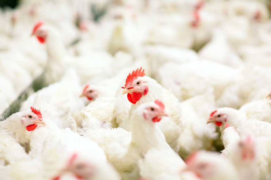 Holandia chce ograniczyć pogłowie zwierząt o 1/3 Fot.Shutterstock