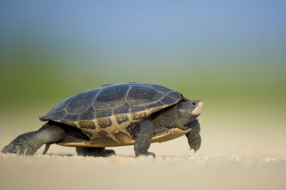 Celnicy udaremnili przemyt m.in. żółwia, Foto: Pixabay/Pexels