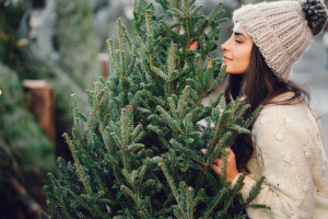 Marzysz o pięknej choince na Święta? Ta wiadomość o polskich lasach może Cię zmartwić