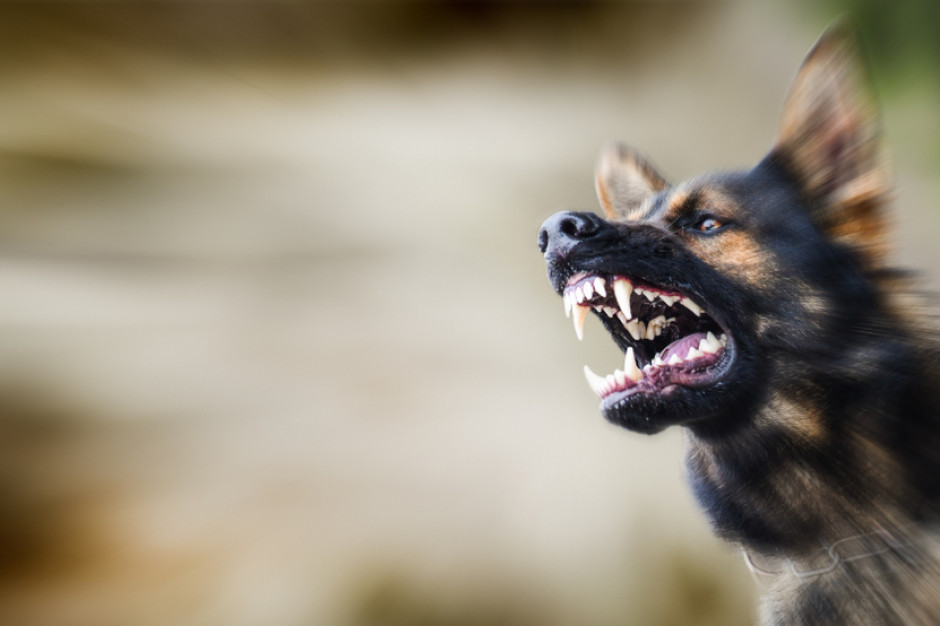 Wczoraj w gminie Cielądz pies śmiertelnie pogryzł dziecko Fot.Shutterstock