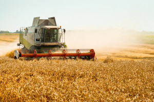DRV: brak deszczu wymaga obniżenia  prognozy zbiorów zbóż w Niemczech