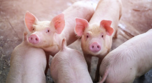 Rekordowe pogłowie świń w Hiszpanii