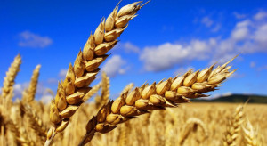 USDA: Nieco większa prognoza światowej produkcji pszenicy i mniejsza zbóż paszowych