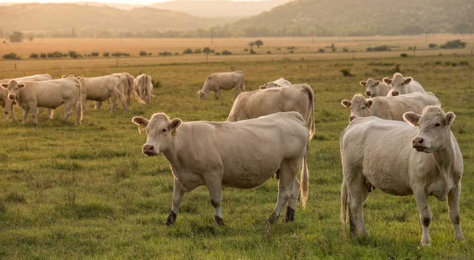 Czy hodowcy bydła będą musieli płacić za emisję gazów cieplarnianych?