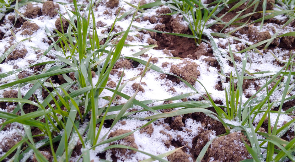 Szukając oszczędności w wiosennym nawożeniu pszenicy azotem, warto wczesną wiosną oznaczyć zawartość azotu mineralnego w glebie