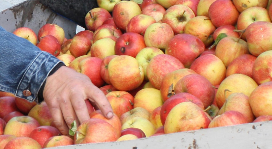 Lubelskie: sadownicy przekazali 1,5 tony jabłek dla żołnierzy na granicy