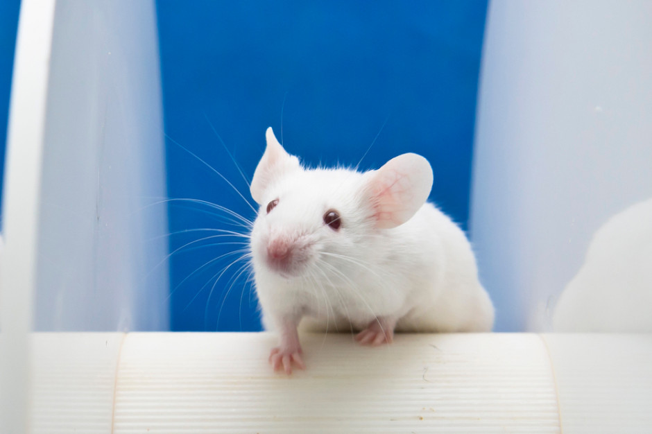 Prezydent podpisał nowelę ustawy o ochronie zwierząt laboratoryjnych Fot.Shutterstock