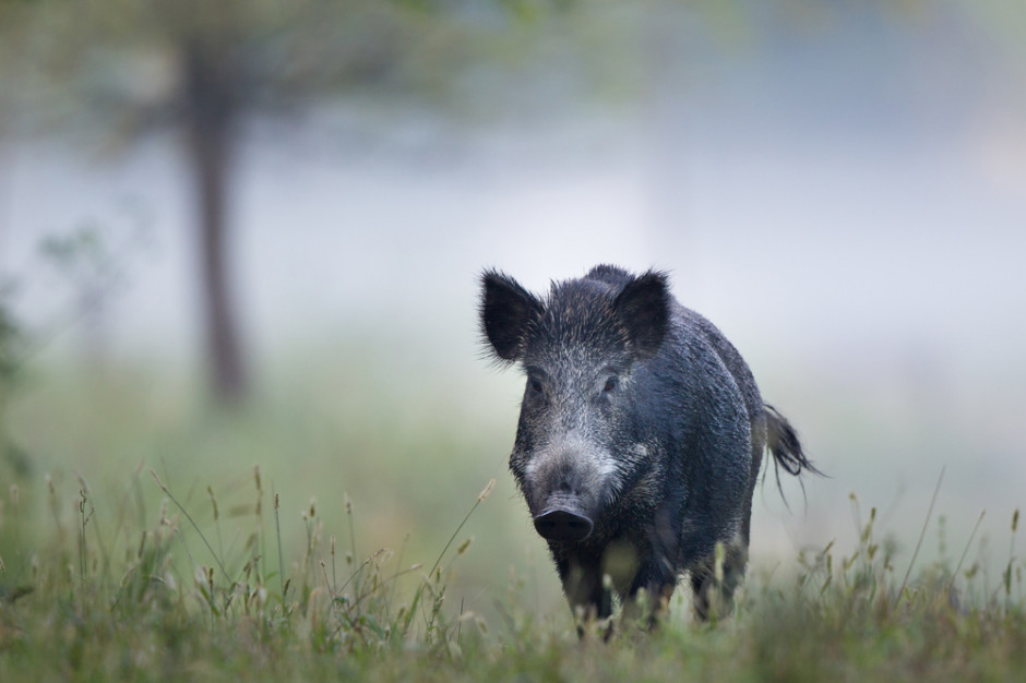 W ostatnich dniach o przypadkach afrykańskiego pomoru świń u dzików powiadomiły także Łotwa i Włochy, fot. Shutterstock