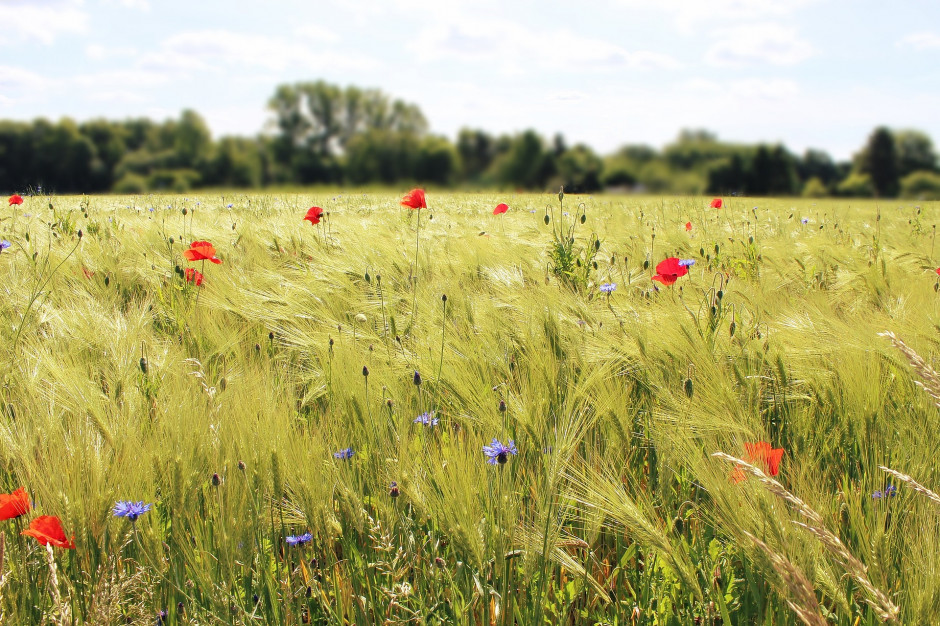 Nowe wsparcie z PROW pomoże zadrzewiać pola; fot. TanteTati z Pixabay