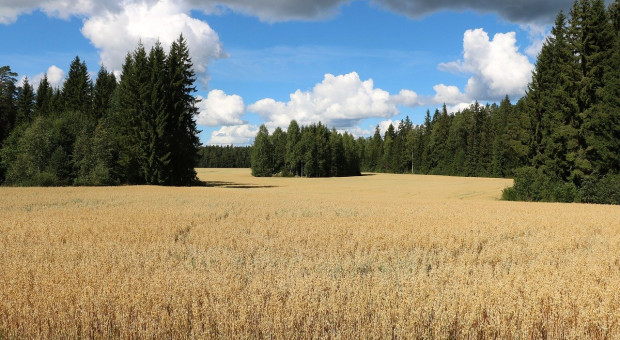 Finlandia: historycznie słabe zbiory zbóż