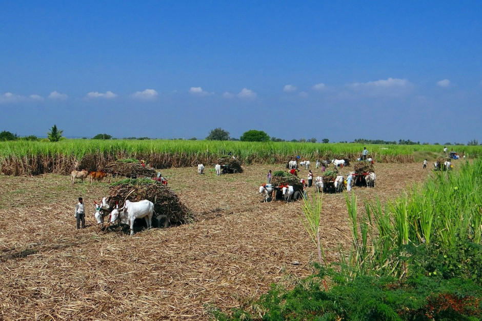 W Indiach w  sezonie 2010/2011 średnia powierzchnia 138 mln gospodarstw wynosiła 1,16 ha, 85 proc. gospodarstw uprawiało mniej niż 2 ha ziemi; Ft .pixabay.com