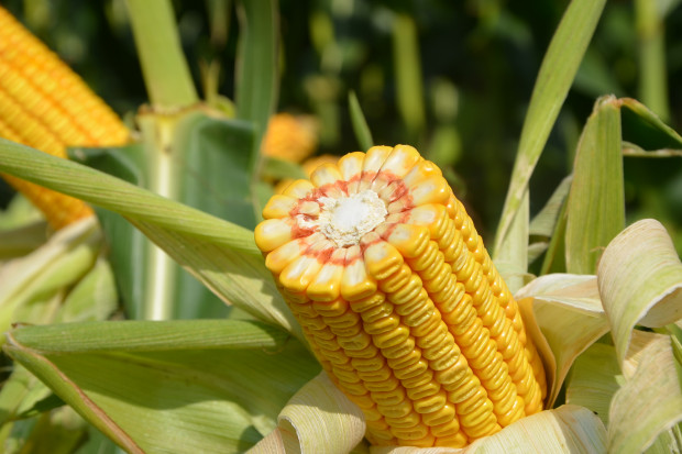 PDO: Które odmiany kukurydzy ziarnowej plonowały najwyżej w 2021 r.?