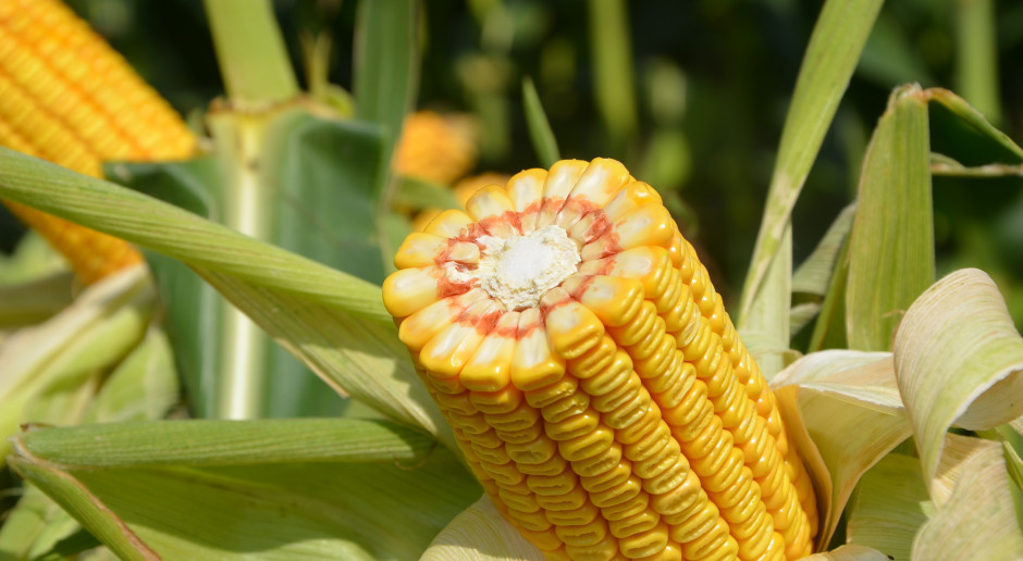 PDO: Które odmiany kukurydzy ziarnowej plonowały najwyżej w 2021 r.?