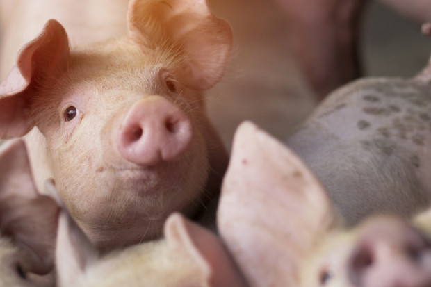 Rosja: duże firmy produkujące świnie stają się coraz większe