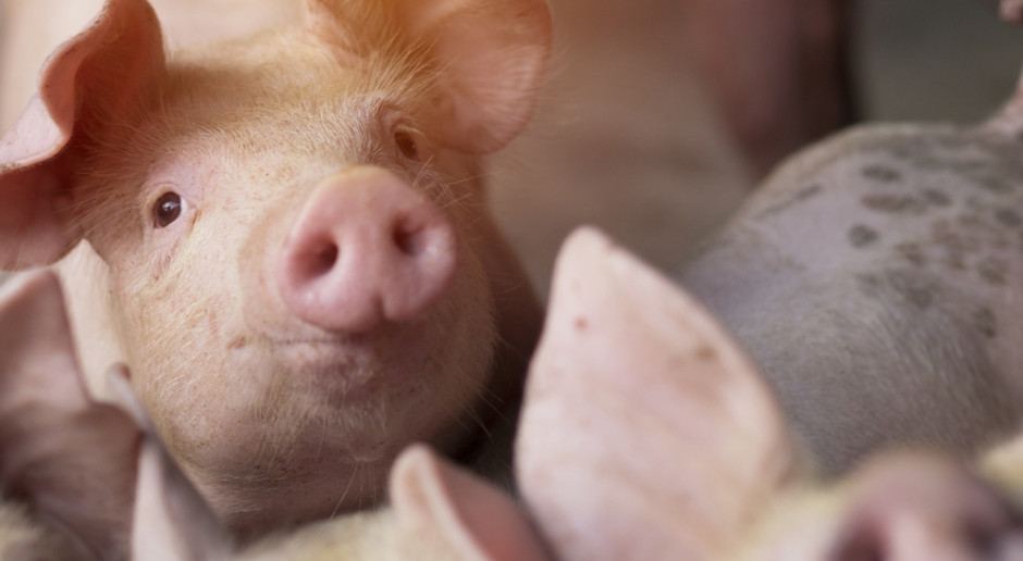 Wielka Brytania: pogorszenie sytuacji producentów świń