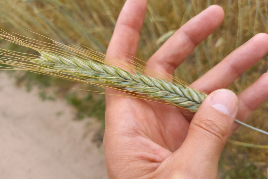 Producenci zbóż w tym roku nie stracili, ale koszty produkcji drastycznie wzrosły, Foto: GT