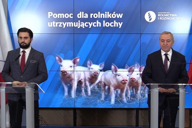 Pomoc dla hodowców świń: 1000 zł/lochę w przeliczeniu na urodzone prosięta