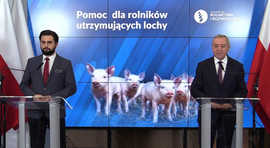 Pomoc dla hodowców świń: 1000 zł/lochę w przeliczeniu na urodzone prosięta
