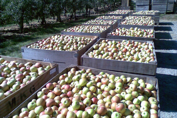 Jakie ceny jabłek przemysłowych?