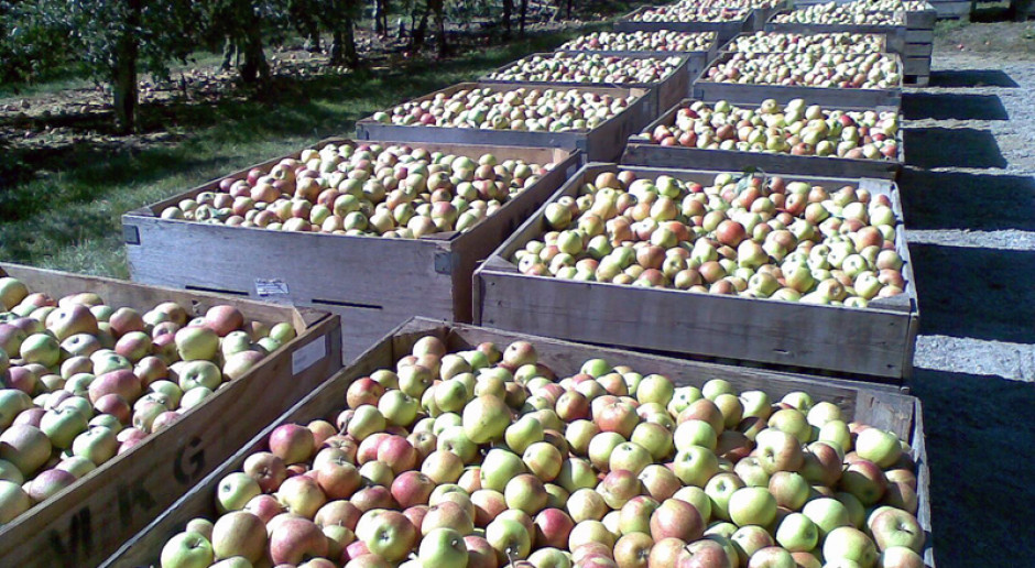 Jakie ceny jabłek przemysłowych?