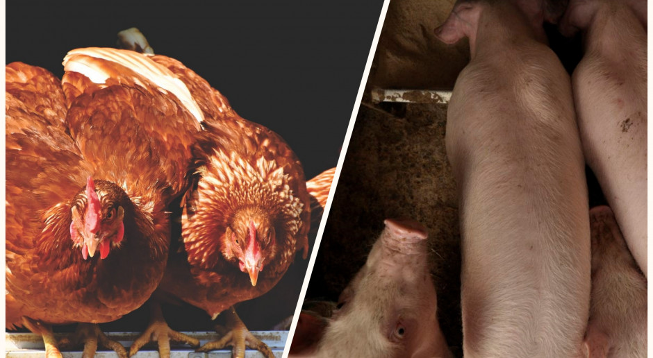 Zaktualizowane normy żywienia dla świń oraz drobiu