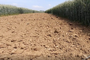 Powstrzymać zasolenie gleb, zwiększyć produkcyjność gleb - Dziś Światowy Dzień Gleby
