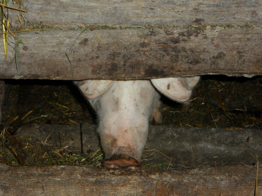 Deutschland: Zu wenig Futter – die Schweine haben sich selbst gefressen