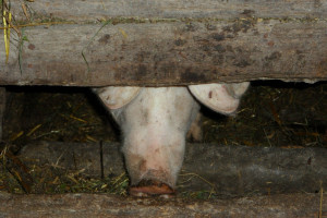 Niemcy: za mało paszy - świnie same się zjadały