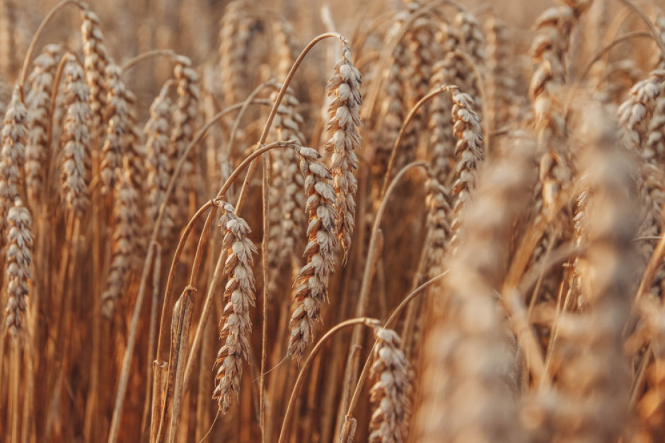Przecena notowań zbóż na światowych giełdach. Fot. Shutterstock