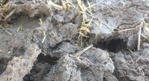 Jak powstrzymać zasolenie gleb?