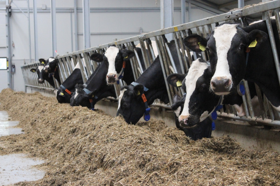 Produkcja mleka w Niemczech, jak wskazują dane EMB od kilku lat pozostaje pod kreską, fot.Ł.Ch.