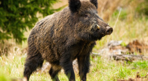 W związku z ASF Włochy zlikwidują ok. 8 tys. świń