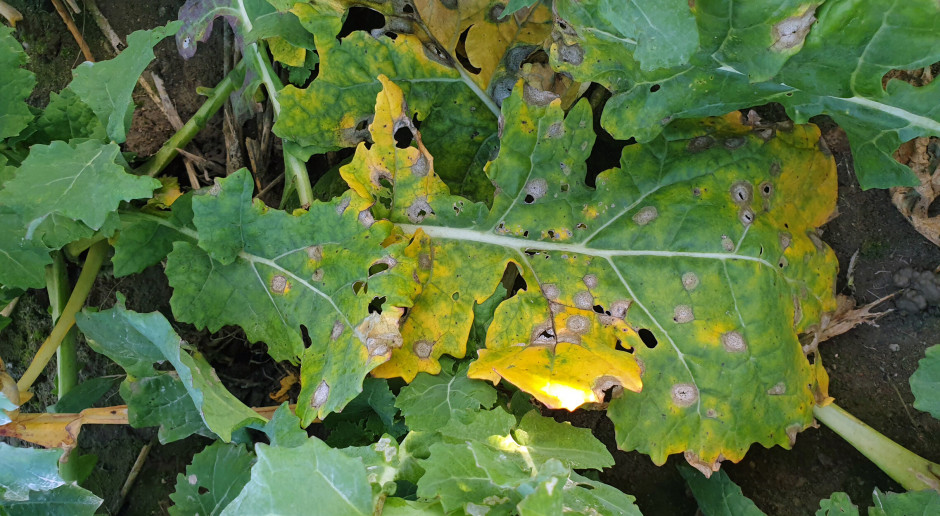 Masowe infekcje rzepaku suchą zgnilizną kapustnych - nawet 80 proc. roślin porażonych