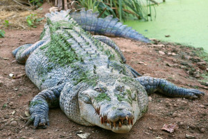Z dzikami w Dębicy poradzą sobie krokodyle