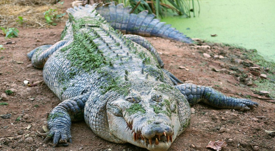 Z dzikami w Dębicy poradzą sobie krokodyle