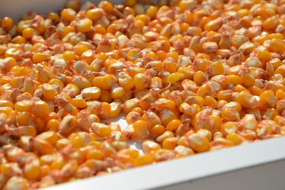 Plonowanie odmian kukurydzy ziarnowej, fot. M. Tyszka