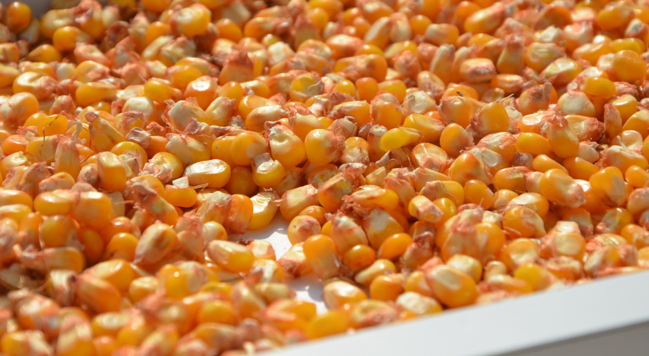 Najlepsze odmiany. Jak plonowała kukurydza ziarnowa w badaniach rozpoznawczych?