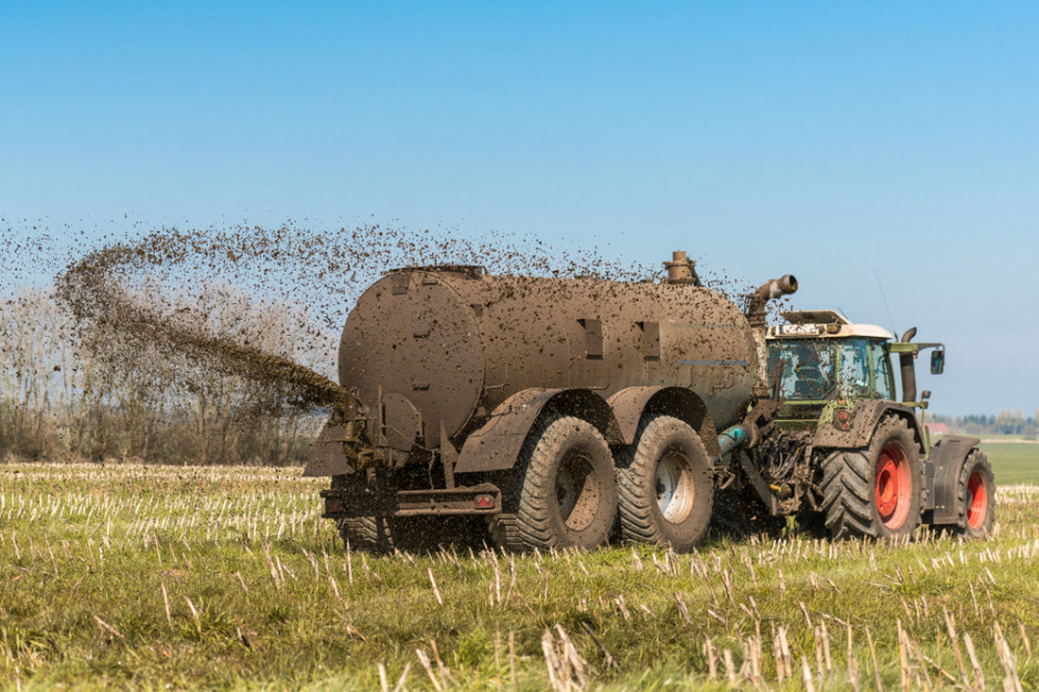 Część hodowców trzody chlewnej w Polsce ma związane ręce. Przepisy zabraniają im sprzedaży więcej niż 30% produkowanej gnojowicy Fot.Shutterstock