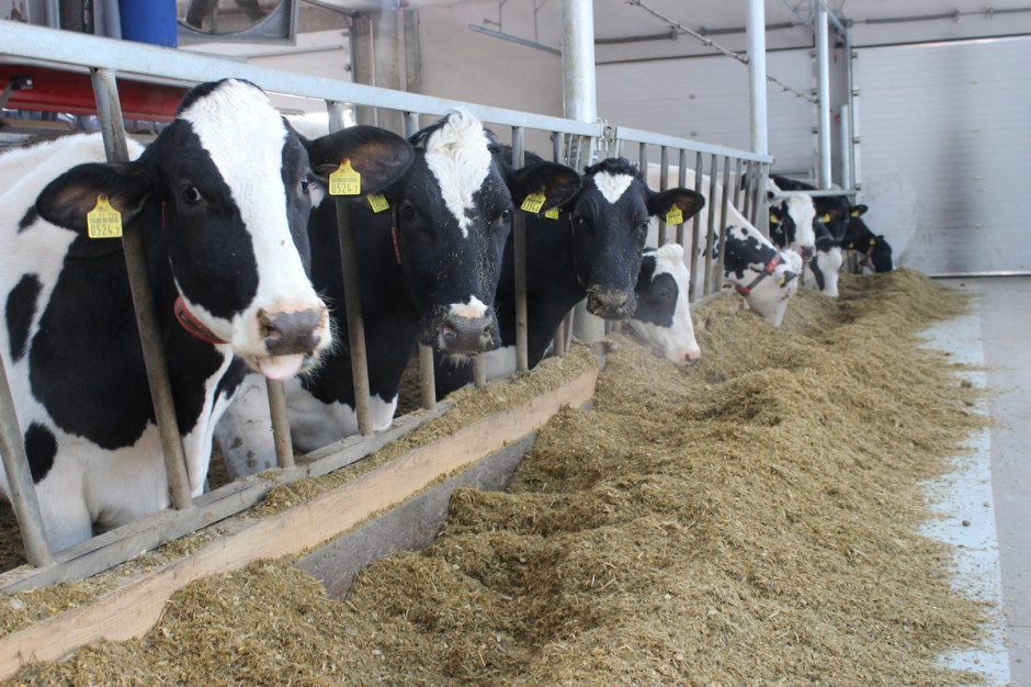 System kamer 3D jest w stanie zidentyfikować krowy, zmierzyć i  masę i pobranie paszy, fot. Ł.Ch.