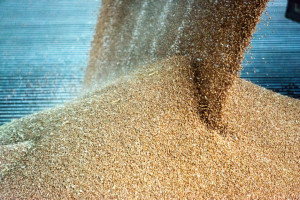 Bardzo dobre zbiory zbóż w Chinach. Co to oznacza dla rynku?