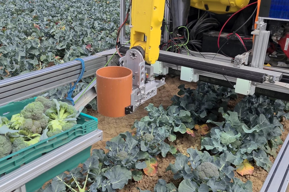 RoboVeg RV1 wyposażony w jedną głowicę przy pracy. Od zbioru do wrzucenia warzywa do specjalnego pojemnika mija ok. 3 sek. fot. RoboVeg