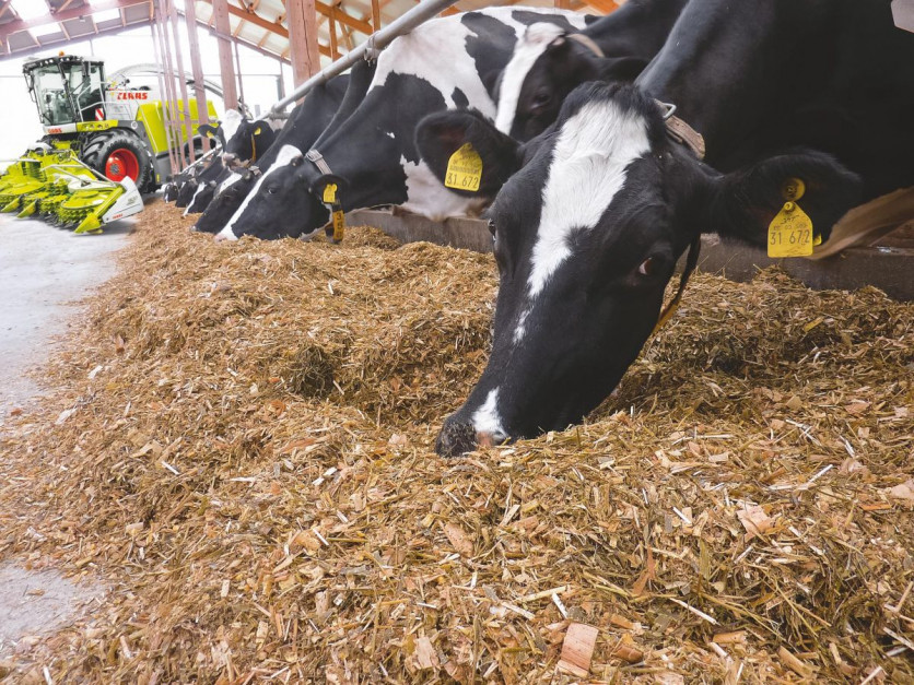 Prawidłowo zebrana i zabezpieczona sianokiszonka gwarantuje minimalne straty paszy oraz pozwala zachować wysoką jakość pożywienia, a co za tym idzie bardzo dobre wyniki w produkcji mleka fot. mat. prasowe