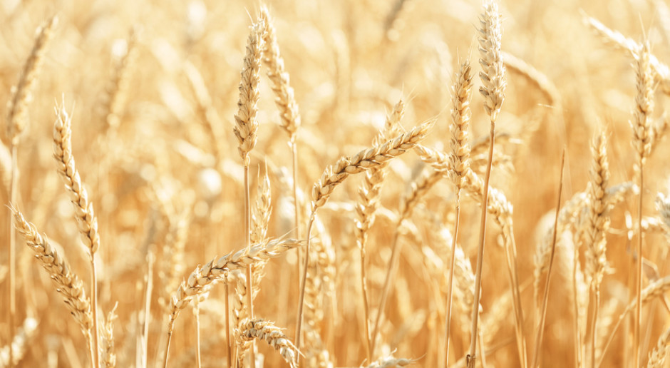 Zniżka cen zbóż na światowych giełdach